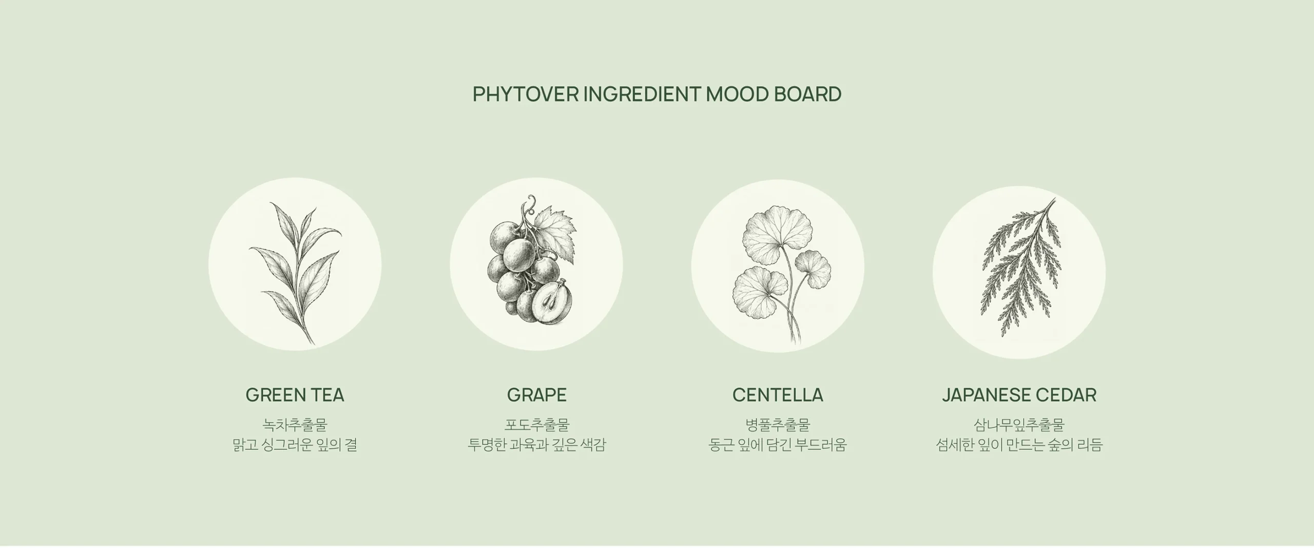 Phytover brand identity 3